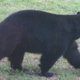Illustration for article titled Bear Breaks into Pie Shop and Devours 38 Pies, Skips the Rhubarb